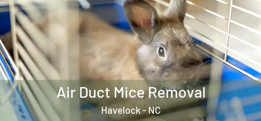 Air Duct Mice Removal Havelock - NC